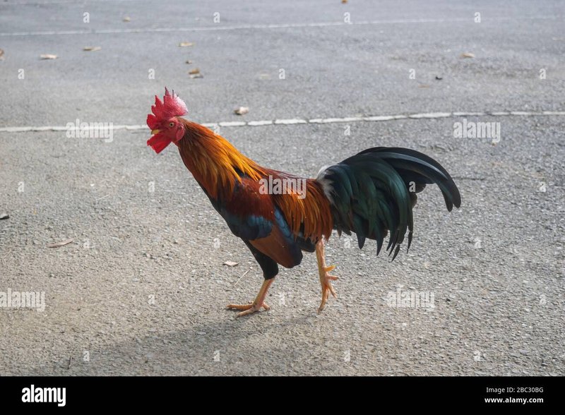 Chicken road oficial in Spain